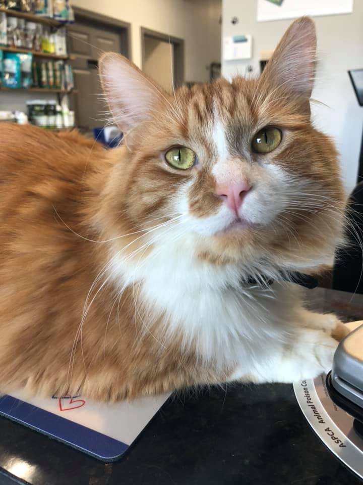 Titus, our hospital kitty